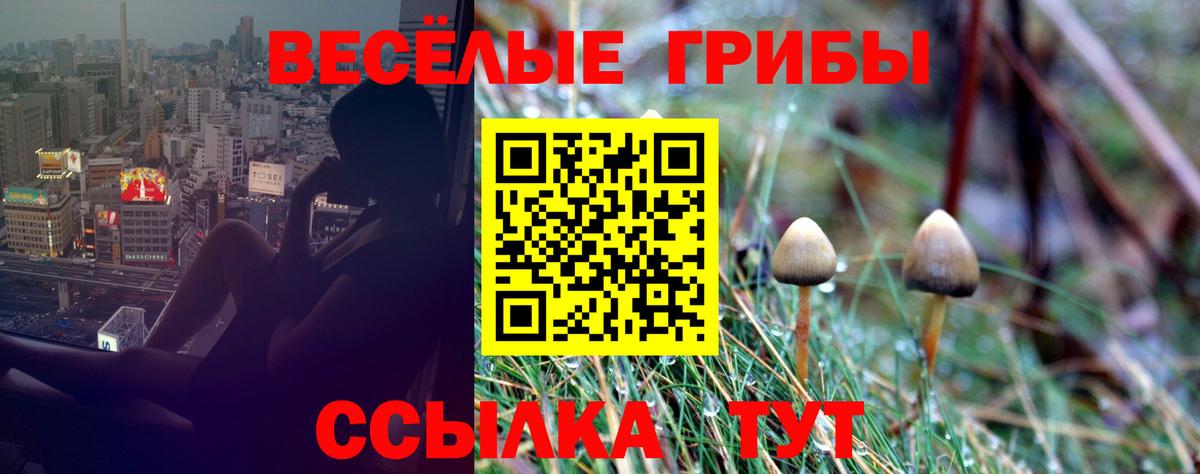 Псилоцибиновые грибы Psilocybe Михайловка